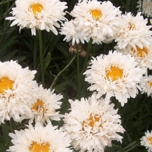 Нивяник махровый Крэйзи Дэйзи [250 шт] - ООО «Семена Тут»