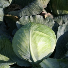 Капуста белокочанная Церокс F1 - ООО «Семена Тут»