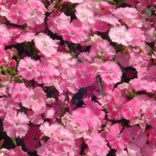 img-1: Гвоздика Чиба Пинк [1000 шт] - ООО «Семена Тут»