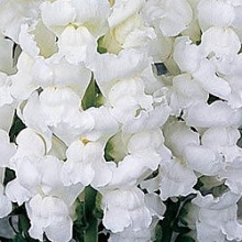 Львиный зев Монако (группа 2,3) Вайт [1000 шт] - ООО «Семена Тут»