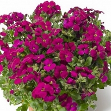 Аубреция гибридная Одри Парпл Шейдес [100 шт] - ООО «Семена Тут»