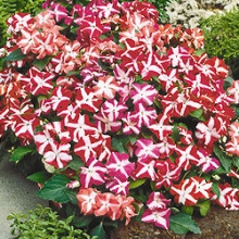 Бальзамин Баланс Стар Микс [1000 шт] - ООО «Семена Тут»