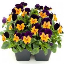 Виола рогатая Эдмаер Оранж Парпл Винг [50 шт] - ООО «Семена Тут»