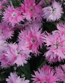 img-1: Гвоздика Супра Пинк [500 шт] - ООО «Семена Тут»