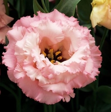 Эустома Корелли 3 Эприкот  [100 драже] - ООО «Семена Тут»