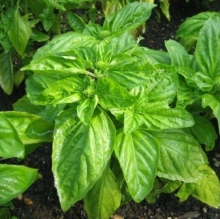Базилик овощной Зеленый - ООО «Семена Тут»