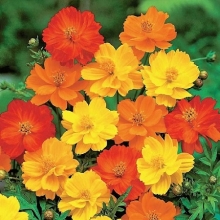 Космея Карпет микс - ООО «Семена Тут»