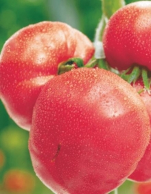 img-1: Томат Юна F1 - ООО «Семена Тут»