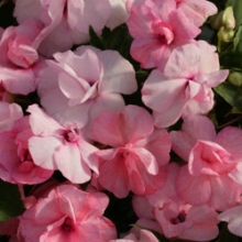 Бальзамин махровый Афина Эппелблоссом [1000 шт] - ООО «Семена Тут»