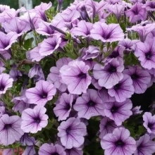 Петуния ампельная Опера Лилак Айс [250 драже] - ООО «Семена Тут»