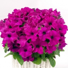 Петуния грандифлора Капри Лилак [1000 драже] - ООО «Семена Тут»