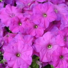 Петуния грандифлора Тритуния Лавендер [100 драже] - ООО «Семена Тут»