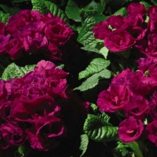 Примула махровая Примлет Парпл [100 шт] - ООО «Семена Тут»