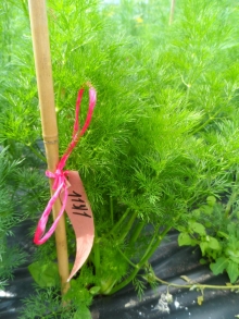 Укроп Изумруд - ООО «Семена Тут»