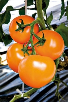 Томат Бигоранж F1 (TИ 169 F1) - ООО «Семена Тут»