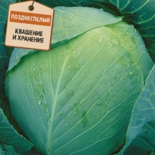 Капуста белокочанная Универс F1 (инкруст. семена) - ООО «Семена Тут»