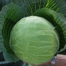 Капуста белокочанная Харрикейн F1 - ООО «Семена Тут»