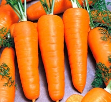 Морковь Болтекс - ООО «Семена Тут»