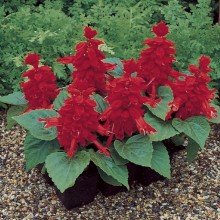 Сальвия Сальса Скарлет [5000 шт] - ООО «Семена Тут»