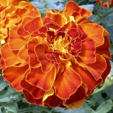 Бархатцы триплоидные Зенит Ред [100 шт] - ООО «Семена Тут»