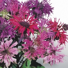 Монарда двойчатая  Панорама микс [1000 шт] - ООО «Семена Тут»