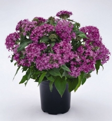 Пентас Граффити Виолет [100 драже] - ООО «Семена Тут»