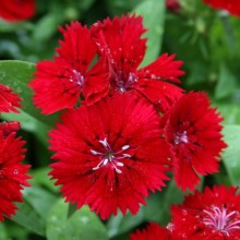 Гвоздика гибридная Телстар Кримсон [100 штук] - ООО «Семена Тут»