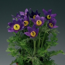 Прострел обыкновенный Пинвил Блю Виолет Шейдес [100 шт] - ООО «Семена Тут»