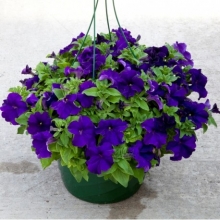 Петуния грандифлора Эспрессо Грандэ Блю [1000 драже] - ООО «Семена Тут»