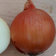 Лук репчатый Зевс (XON 450) - ООО «Семена Тут»