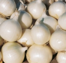 Лук репчатый Неман - ООО «Семена Тут»