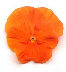 Виола крупноцветковая Матрикс Дип Оранж [100 шт] - ООО «Семена Тут»