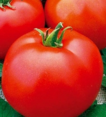 Томат Таунсвилль F1 - ООО «Семена Тут»