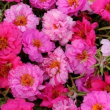 Портулак Хэппи Трилс Пинк Пэшн микс [1000 шт] - ООО «Семена Тут»