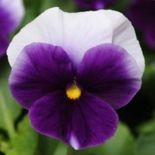Виола крупноцветковая Инспайер Плюс Биконсфилд [50 шт] - ООО «Семена Тут»