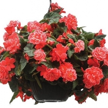 Бегония клубневая Он Топ Мелон Лэйс [100 драже] - ООО «Семена Тут»