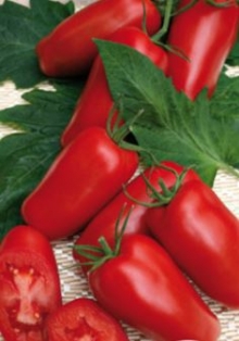 img-1: Томат Гаспачо F1 - ООО «Семена Тут»