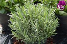 img-1: Лаванда Промис Виолет Блю [250 шт] - ООО «Семена Тут»