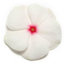 Катарантус Пацифика Полька Дот [1000 шт] - ООО «Семена Тут»