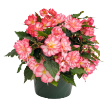 img-2: Бегония клубневая Нонстоп Джой Роуз Пикоти [1000 драже] - ООО «Семена Тут»