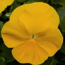 Виола крупноцветковая Матрикс Еллоу [100 шт] - ООО «Семена Тут»