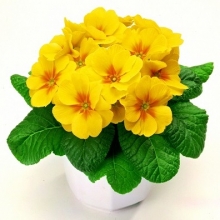 Примула Орион Еллоу виз Ай [1000 шт] - ООО «Семена Тут»