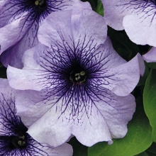 Петуния грандифлора Лимбо Джи Пи Блю Вейнед [5000 драже] - ООО «Семена Тут»