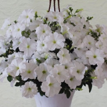 Петуния ампельная Саксесс Вайт [50 драже] - ООО «Семена Тут»