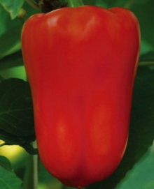 img-1: Перец Солист (инкруст. семена) - ООО «Семена Тут»