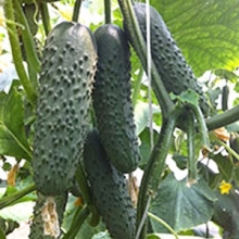 Огурец Седрик F1 - ООО «Семена Тут»