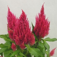 Целозия перистая Сандэй Дарк Пинк [1000 шт] - ООО «Семена Тут»