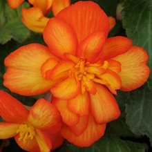 Бегония ампельная Шансон Оранжево-желтая [100 драже] - ООО «Семена Тут»