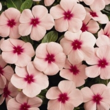 Катарантус Пацифика Эприкот [100 шт] - ООО «Семена Тут»