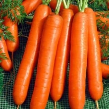 Морковь Юкон F1 - ООО «Семена Тут»